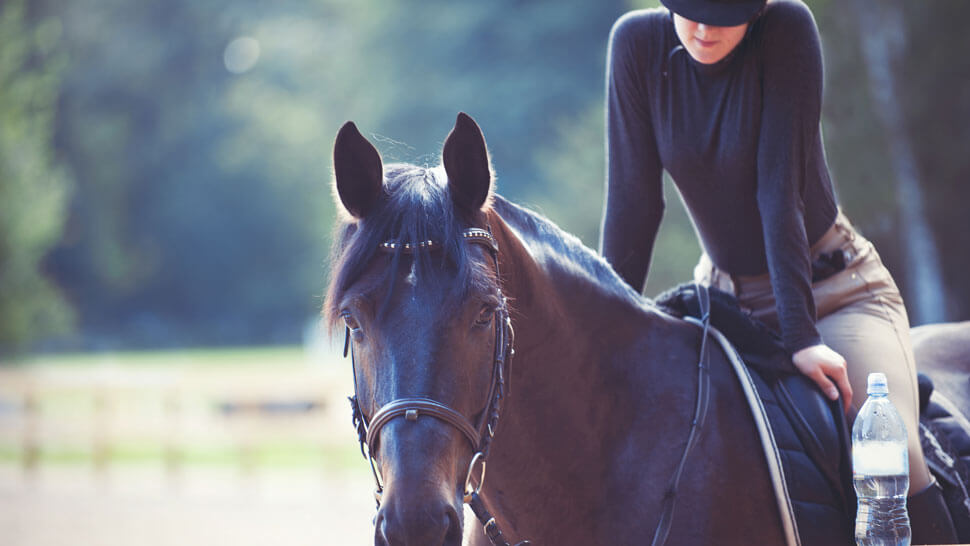 Buying and selling horses | Harrison Clark Rickerbys
