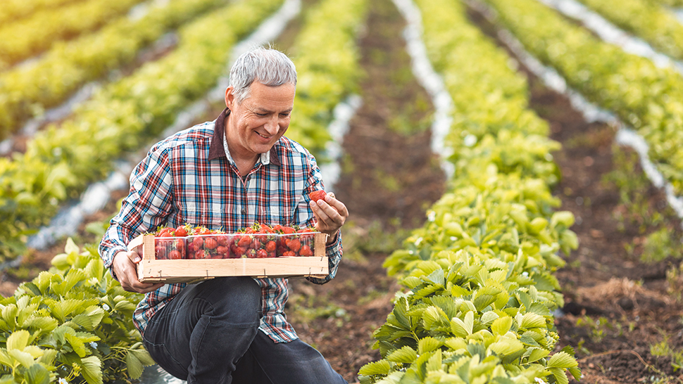 Growing strawberries and the precautionary principle - HCR Law