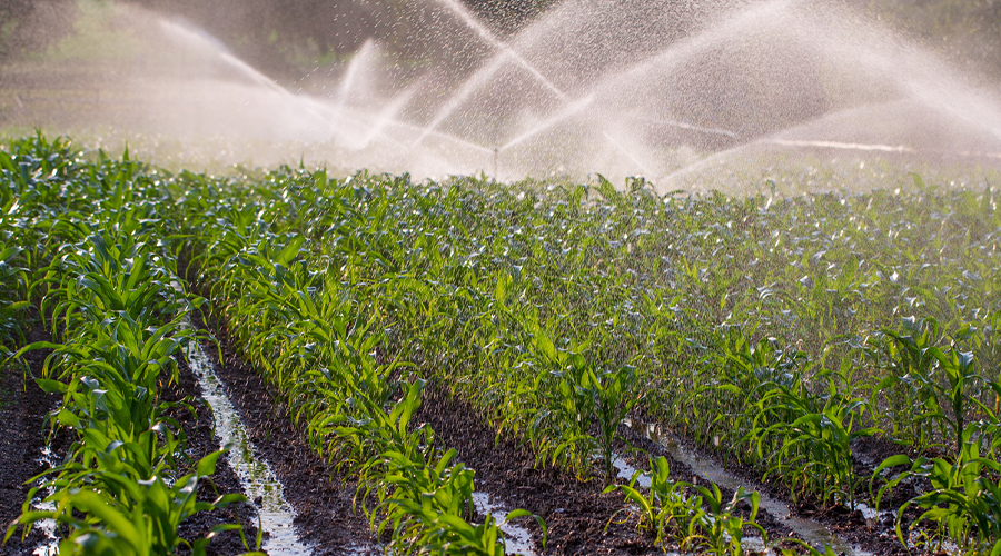 A field getting watered