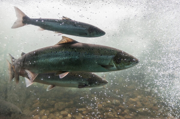 Freshwater Salmon