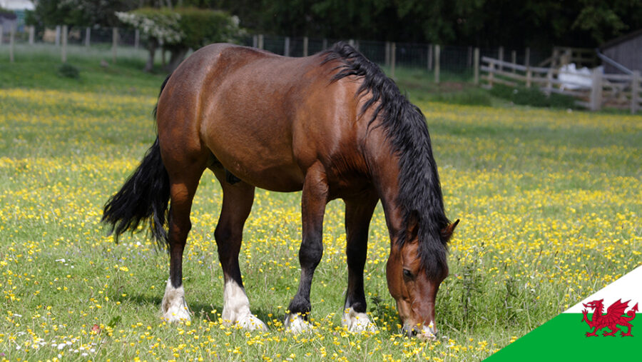 Horse in a field with Welsh Flag