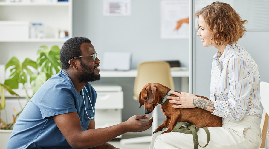 Client bringing their dog to the vet