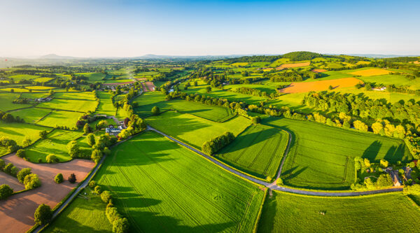 Green fields with trees and borders