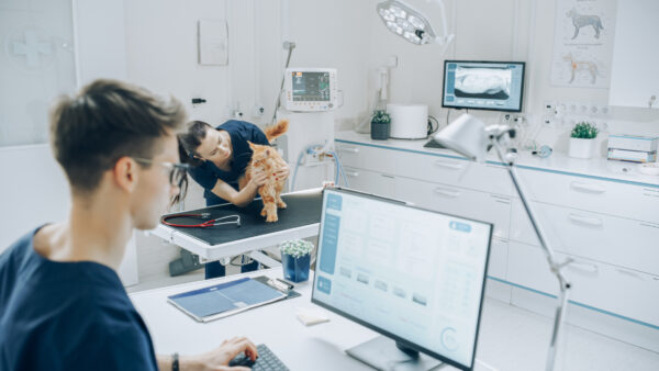 Veterinary Clinic Doctor Working on a Desktop Computer, Examining X-Ray Scans for a Potential Bone Fracture. Female Veterinarian Diagnosing a Red Maine Coon Cat with Stethoscope